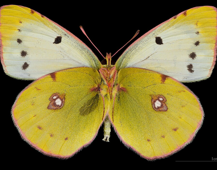 pen-winged Clouded Yellow butterfly specimen showing dark borders and orange wing spots against a black background.