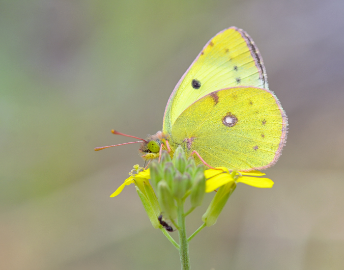 bright yellow Clouded Sulphur butterfly feeding on a blue blossom.
