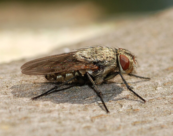 Side view of a dull grey-brown cluster fly resting on a neutral, textured surface. Golden hairs are visible along its thorax and body.