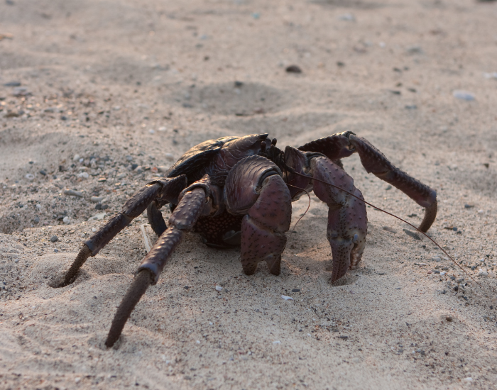 A large coconut crab on rocky ground, showing its heavy claws and broad body.