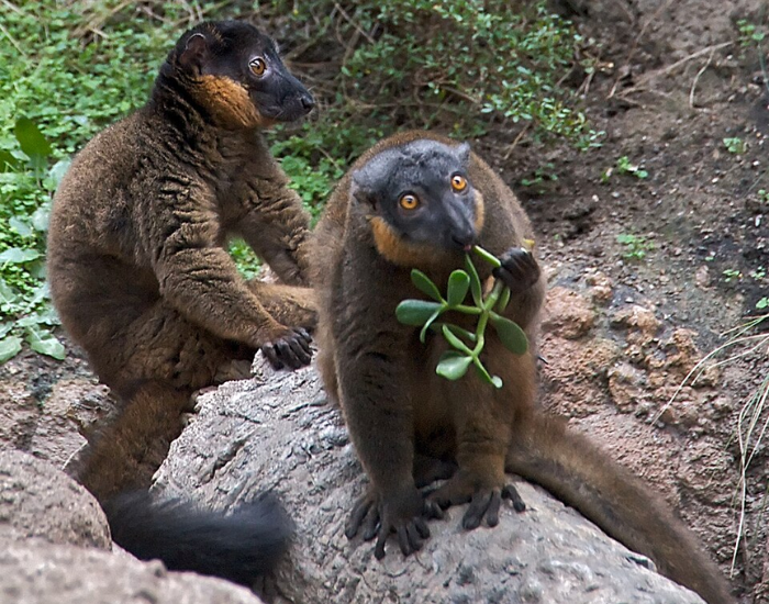 Two collared brown lemurs sitting together outdoors eating leaves.