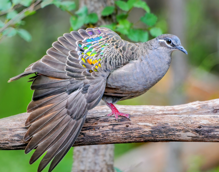 A wild pigeon perched on a branch, highlighting its iridescents, metallic wing feathers and subtle facial markings.