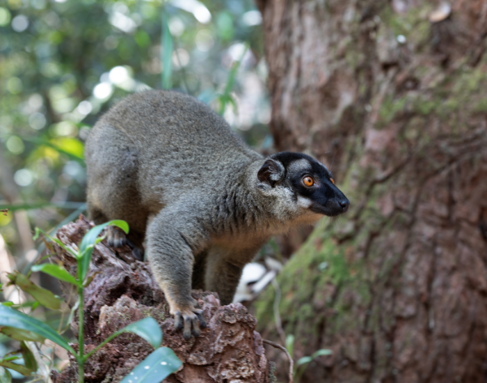 A common brown lemur climbing down a tree trunk in the forest.