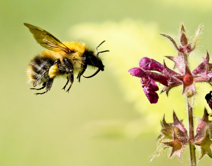 A fuzzy brown common carder bee hovering in mid-air near purple wildflowers.