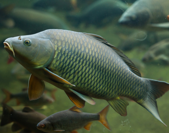 A common carp swimming over vegetation along the riverbed.