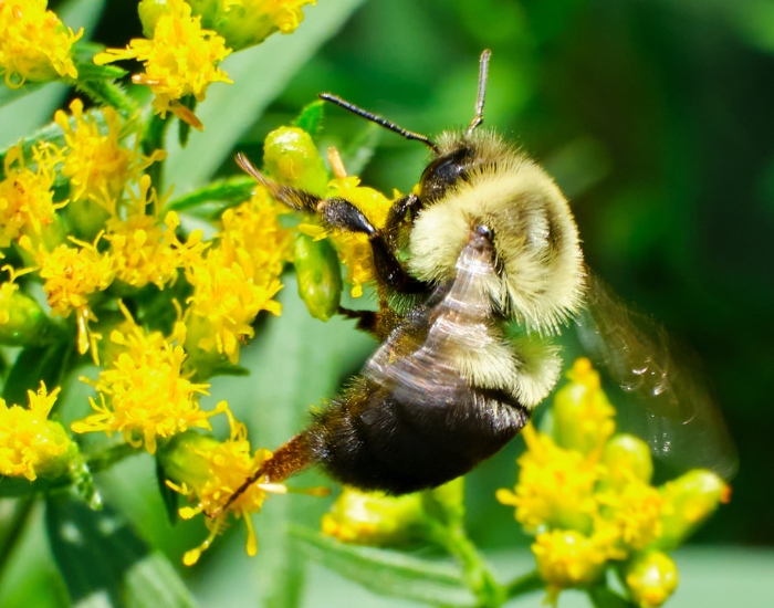 A common eastern bumblebee feeding on small yellow wildflower clusters.