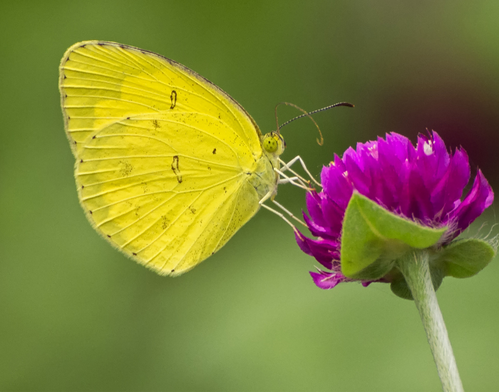 Bright yellow Common Grass-yellow butterfly feeding on a magenta flower.