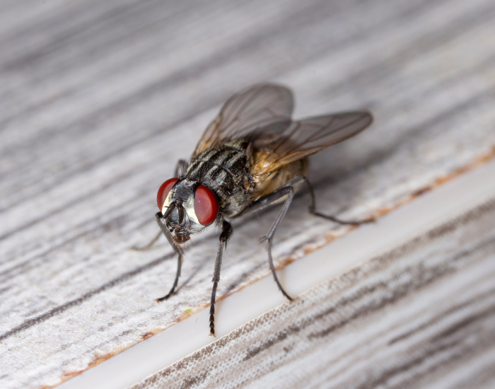 Macro shot of a common house fly sitting on a light wooden surface. Its striped thorax and red compound eyes are sharply defined.