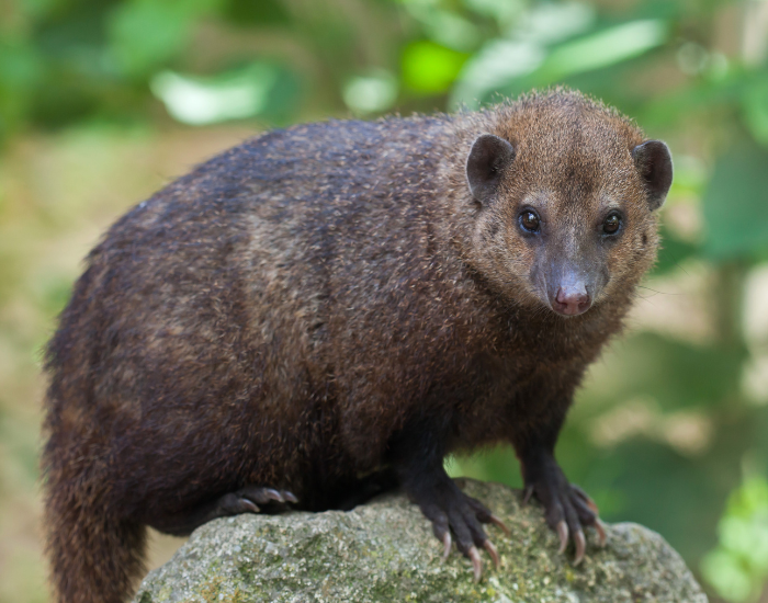 A dark brown common kusimanse standing outdoors among green foliage.