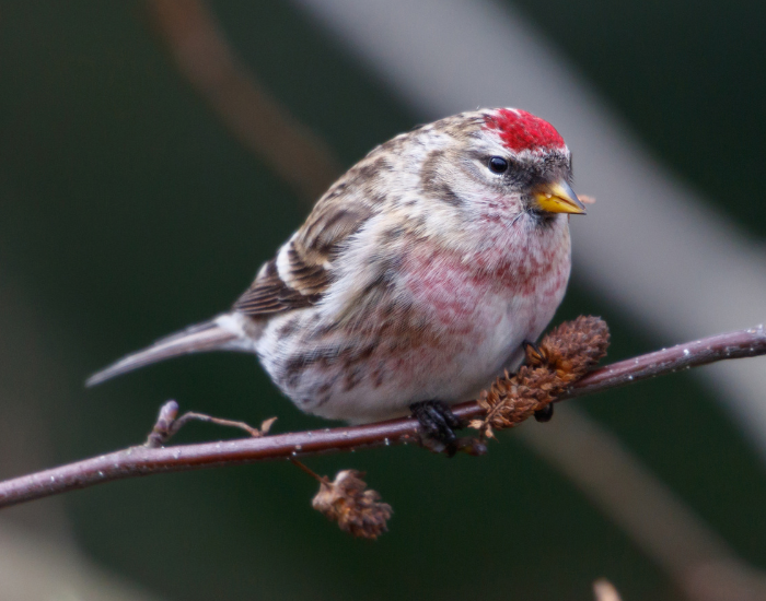 A male common redpoll with a red crown cap and pinkish breast resting on a slender branch next to a cone.