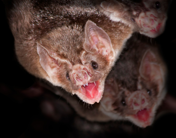 Close-up of a common vampire bat showing its face and teeth.