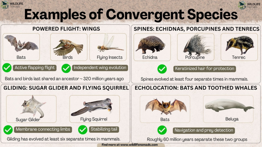 Infographic titled "Examples of Convergent Species" showing four categories of unrelated animals that evolved similar traits: