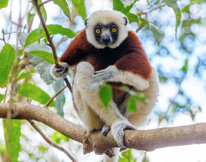 A Coquerel's sifaka with white fur and brown patches sitting upright on a tree branch.