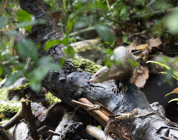 A crab-eating mongoose foraging along a rocky shoreline near water.
