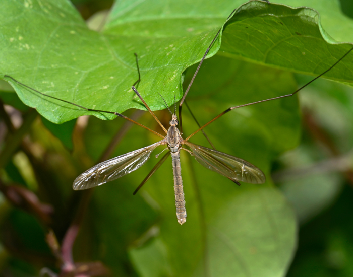 A slender crane fly with long, delicate legs resting among green foliage. Its thin body stands out against the soft green background.