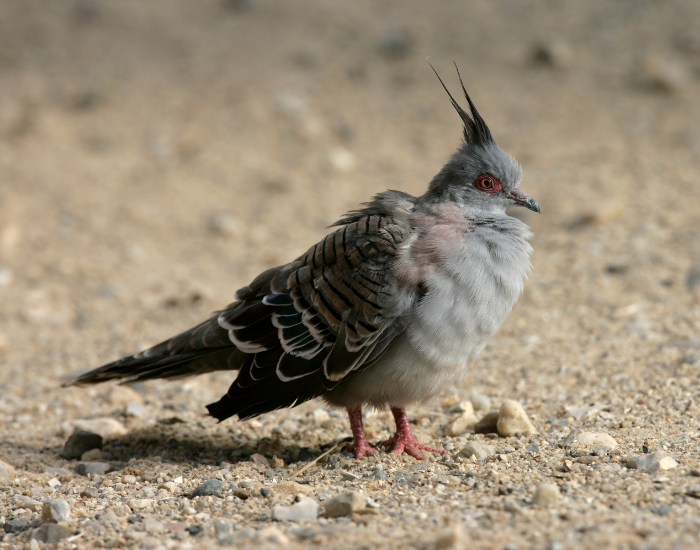 A grey pigeon standing on dry ground, displaying its distinct tall head crest and slender profile.
