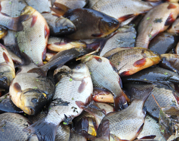 A collection of caught Crucian carp stacked together in a bucket or basket.