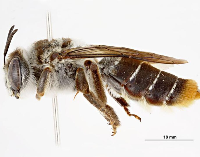 Macro view of a Ctenocolletes bee isolated on a white background.