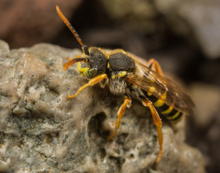 A wasp-like Cuckoo bee (Nomada) perched on a textured rock.