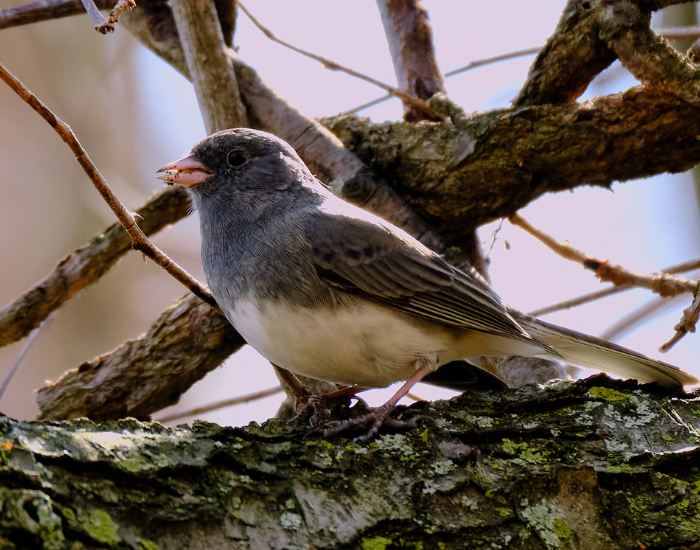 A dark-eyed junco perched on a mossy tree limb in a forested environment.