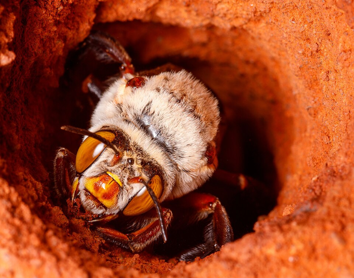 A Dawson's burrowing bee emerging from its underground nest hole.