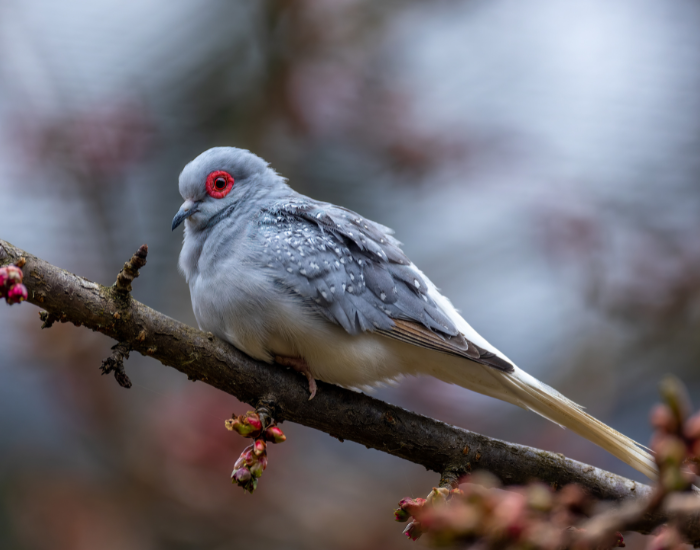 A delicate, tiny grey dove perched on a thin twig, featuring fine white wing speckles and a bright red eye-ring.