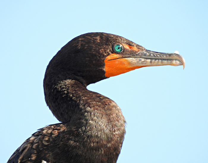 Close-up shot of a double-crested cormorant showing its bright orange facial skin and long hooked beak.