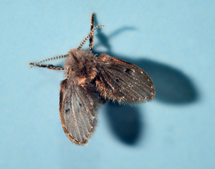 A small, fuzzy drain fly with heart-shaped, hair-covered wings clinging to a light blue background. Its moth-like appearance is highlighted in close-up.