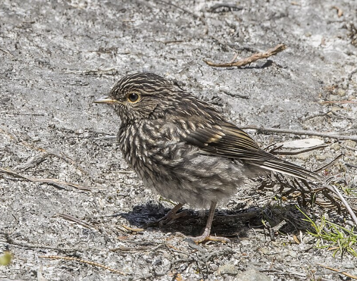 Dusky robin perched outdoors on a natural background