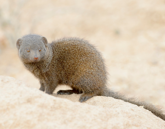 A small dwarf mongoose standing on light sand outdoors.