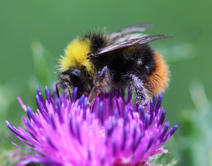An early bumblebee gathering nectar from a vibrant purple thistle bloom.
