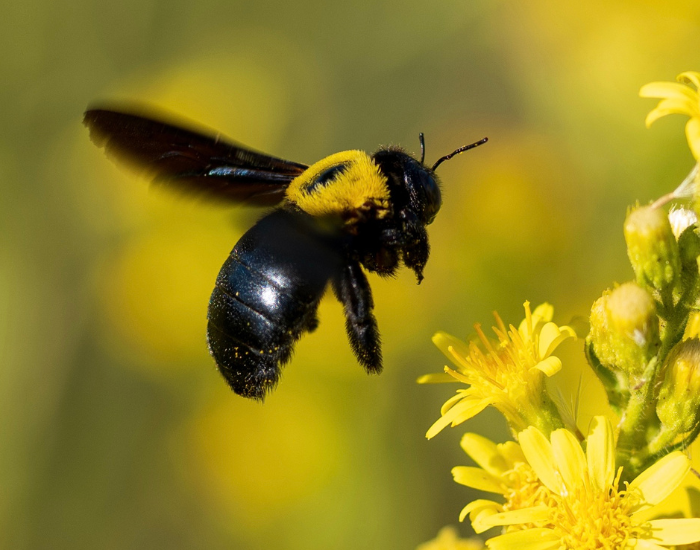 A large black Eastern carpenter bee flying near yellow flowers.