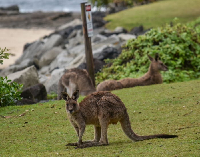 Eastern Grey Kangaroo (Macropus giganteus) An Eastern Grey Kangaroo standing alert on a grassy field with rocks in the background.