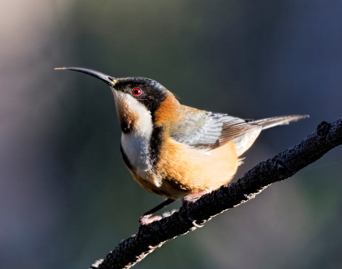 An Eastern Spinebill perched on a angled branch with its head raised. It displays a long, fine, curved bill, a rufous chest band, and distinct white and dark facial markings.