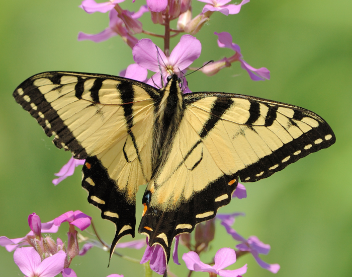 Tiger Swallowtail butterfly with yellow and black stripes perched on purple blooms.