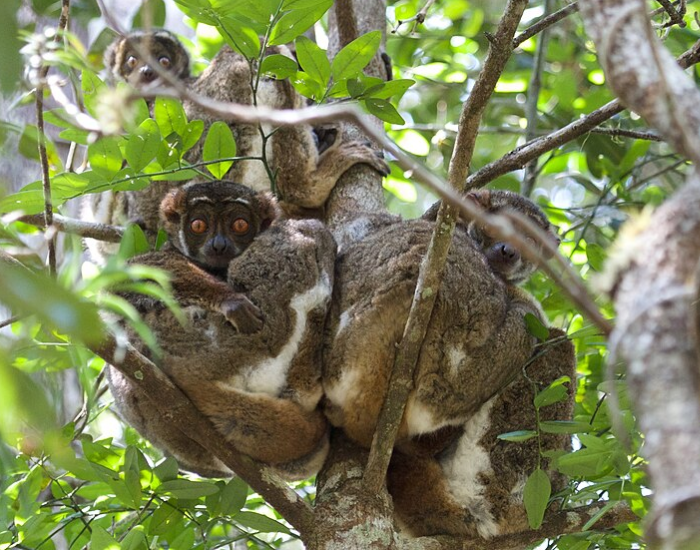 An eastern woolly lemur with brown fur clinging to a branch amidst green leaves.