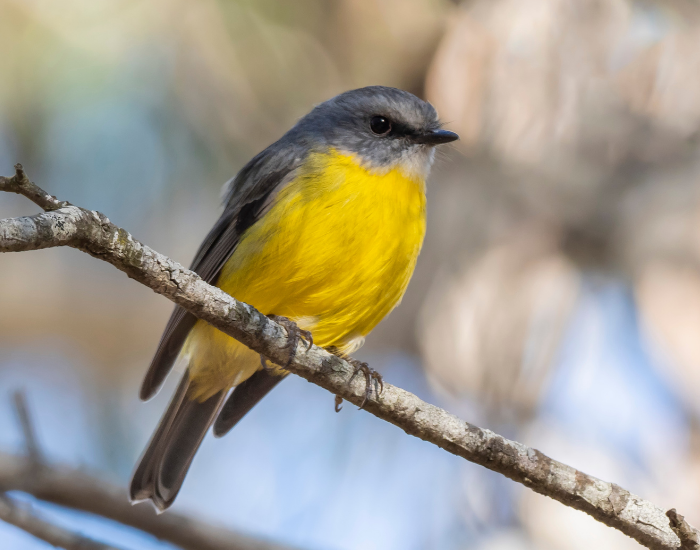 Eastern yellow robin with bright yellow plumage perched on a branch