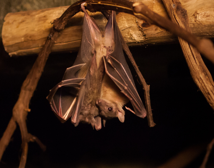 An Egyptian fruit bat hanging upside down from a branch.