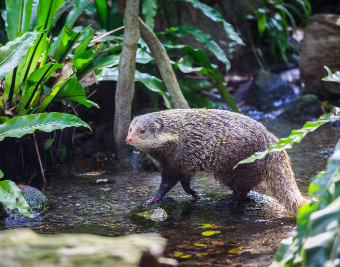 An Egyptian mongoose near a body of water in a lush green environment.