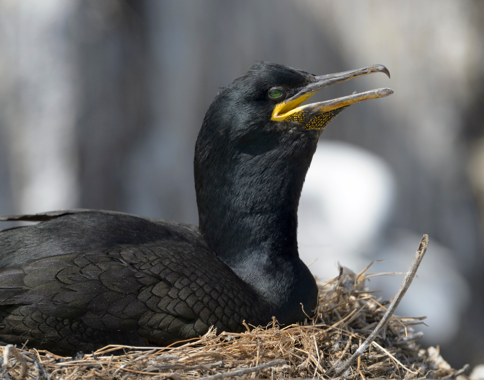 profile view of an European shag with a distinct yellow patch at the base of its bill resting near a nest.