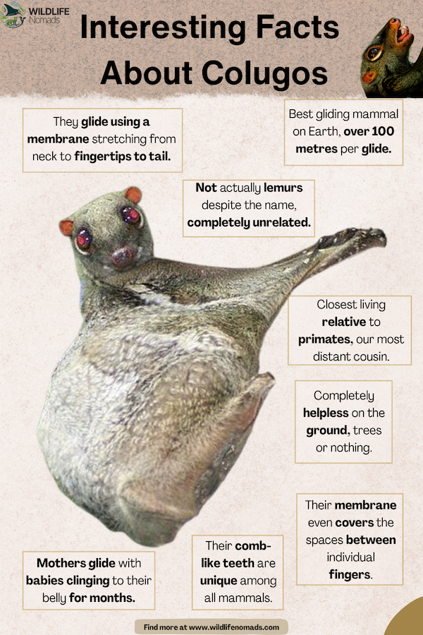 infographic showing a colugo and text boxes with written facts around the colugo