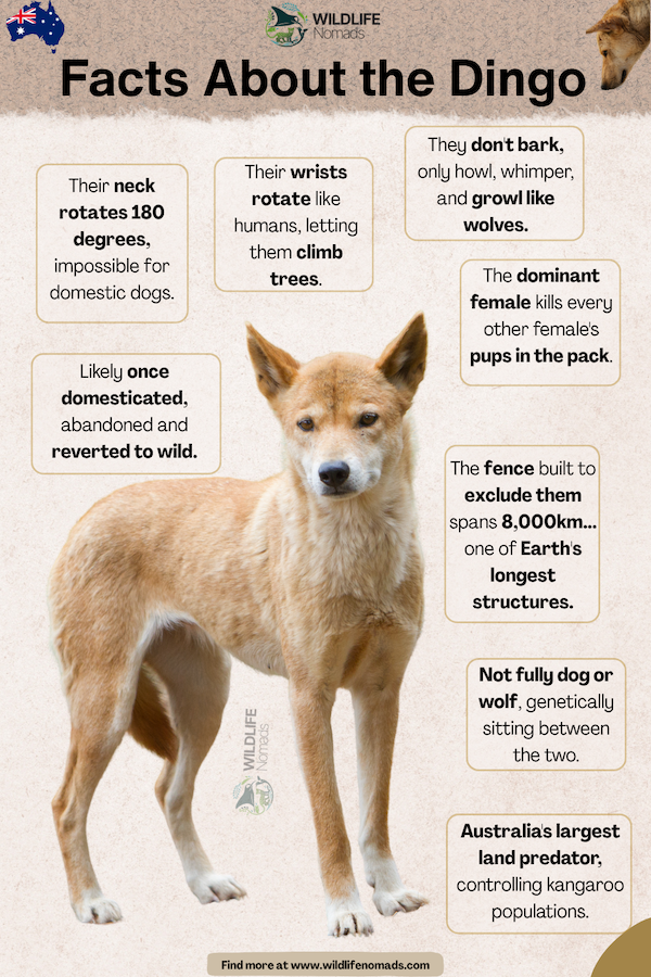 Infographic highlighting key physical features and behavioral facts about the Australian dingo.