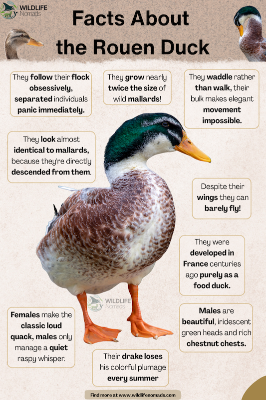 An educational infographic titled "Facts About the Rouen Duck" featuring a central male Rouen duck surrounded by text boxes detailing key facts about the breed's size, traits, and behavior.