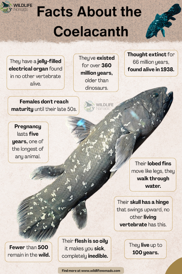 infographic showing a coelacanth and text boxes with facts around it