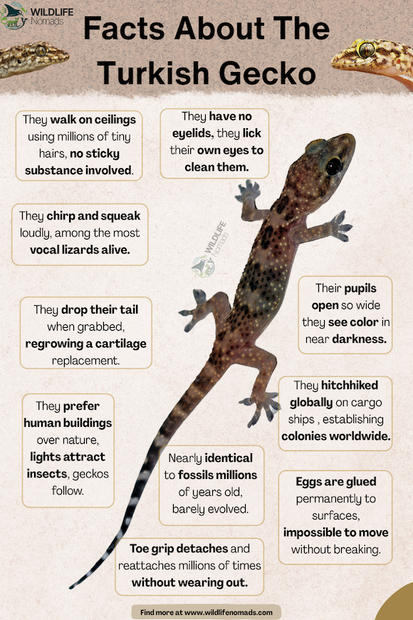 an infographic showing a turkish gecko and boxes with texts around it
