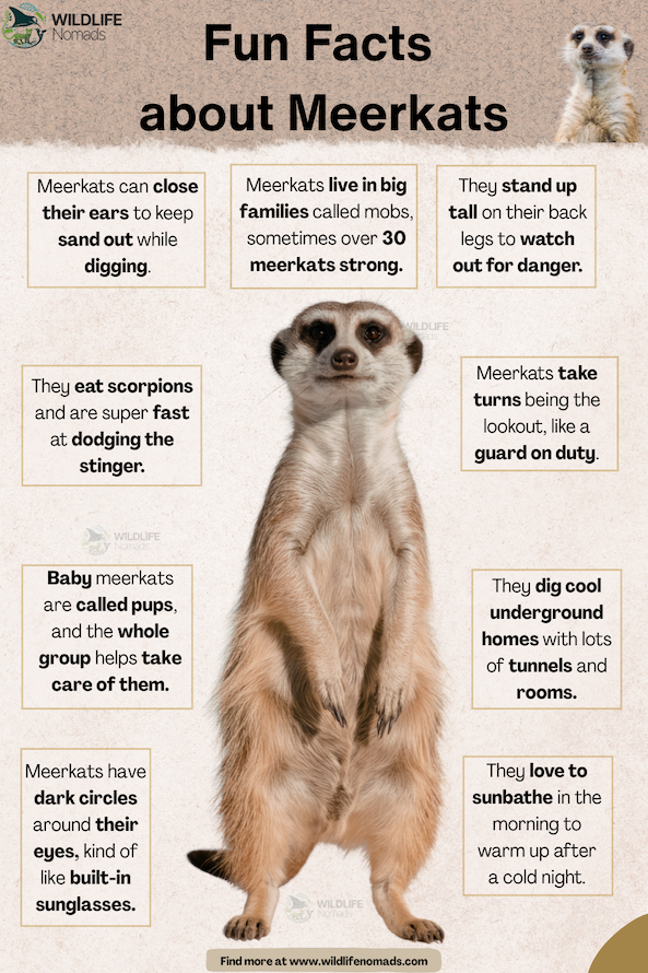 An educational infographic titled "Fun Facts about Meerkats" by Wildlife Nomads, featuring a full-length cutout of an alert meerkat standing tall on its hind legs in the center. Surrounding text boxes highlight facts about their ear-closing digging ability, mob family structure, sentinel sentinel watch, scorpion hunting, tunnel burrows, and dark eye circles.