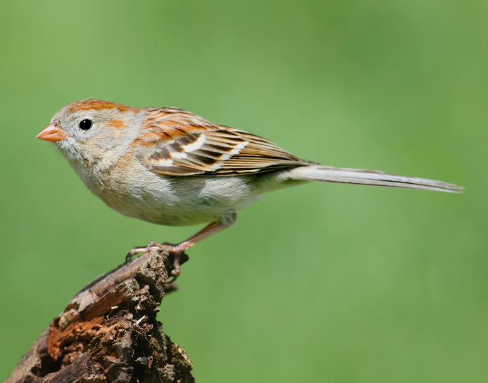 A field sparrow standing atop a small wooden post against a vibrant green backdrop.