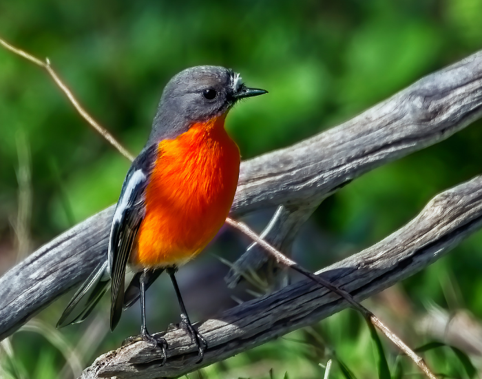 Flame robin featuring a vibrant orange-red breast on a tree limb