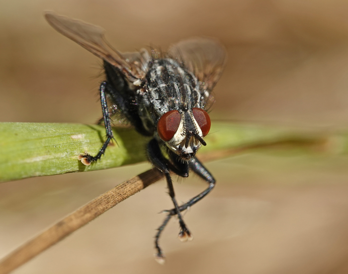 Detailed shot of a flesh fly resting on a leaf, featuring distinct black and grey longitudinal stripes across its thorax and red eyes.