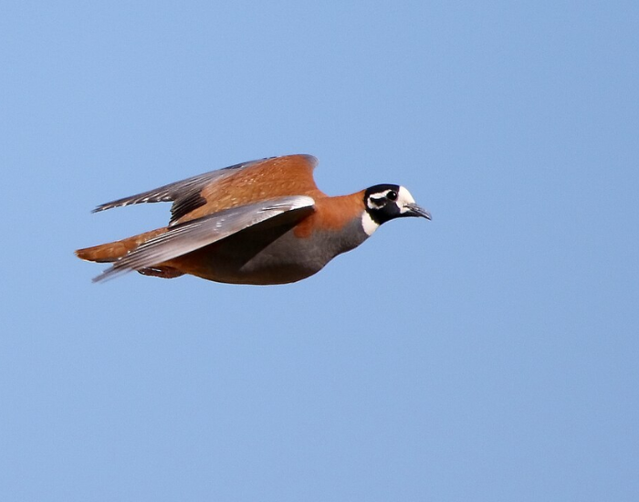 A bronzewing duck or pigeon caught in mid-flight against a clear blue sky, showing off its broad brown wings and crisp markings.